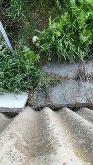 Кот украл 3 котят #3