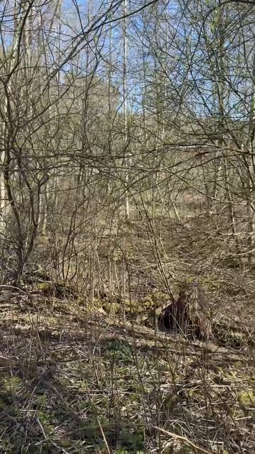 Участок в посёлке Цвелодубово