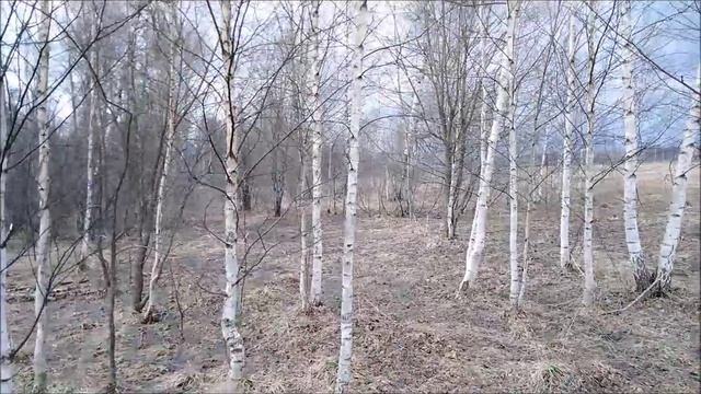 ✔Собираем первые весенние💧 грибы🍄✔