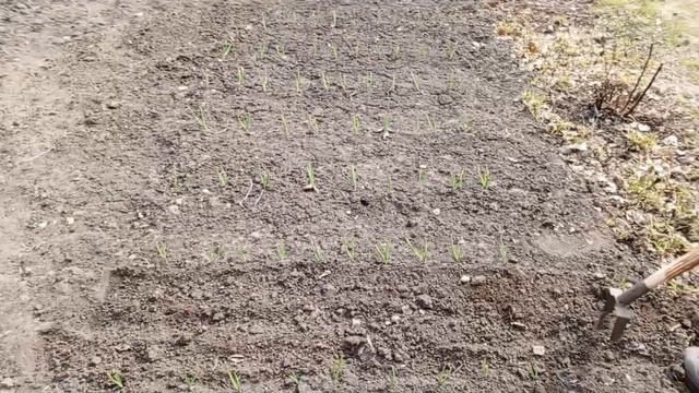 сибирский огород