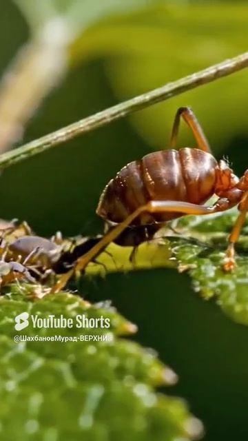 Будни Агронома