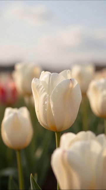 Красота белых тюльпанов на закате #цветы #тюльпаны #природа
