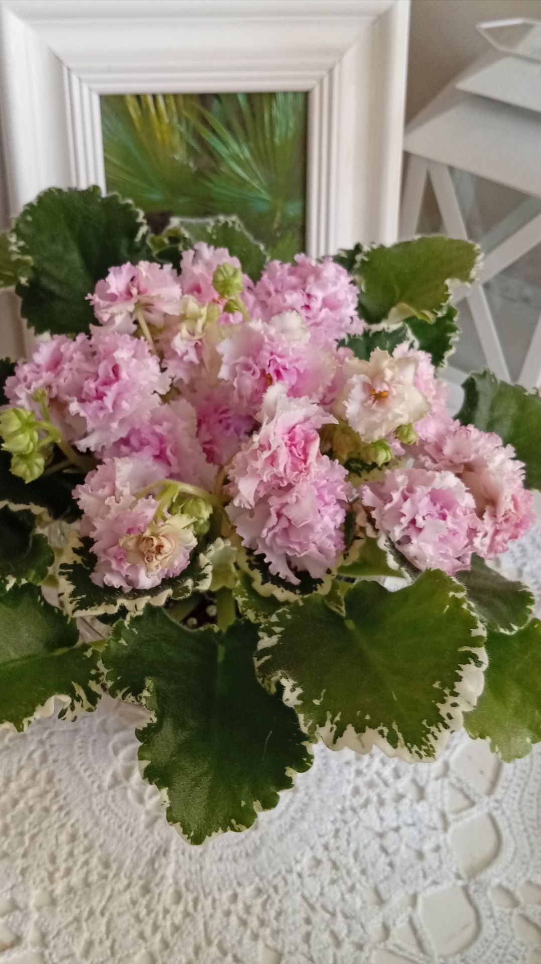 Фиалка АВ-Малина на Снегу