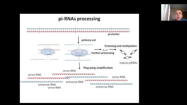 Lecture 3, Pt4 Gene transcription. Non-coding RNAs