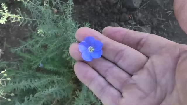 Лен небесный из семян