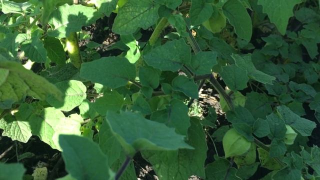 Огородница неуДачница Новый сезон про рассаду и сложный путь малоуходному саду Ошибки и лайфхаки