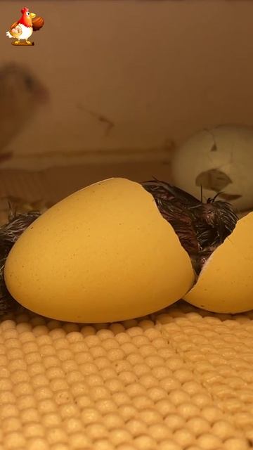 Рождение цыпленка за 1 минуту в инкубаторе вар.17