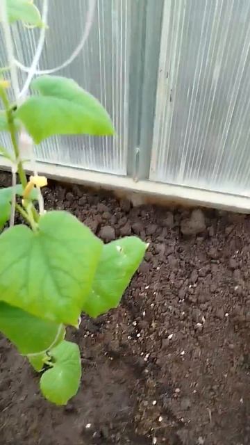 22.04.26 Первый урожай