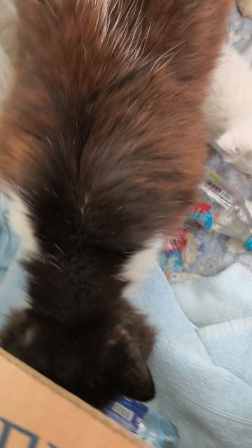 #14кот вор принес котят #кот #влог #котята #кошка #юмор #многодетные #кринж