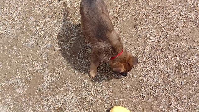 Баларис ЧАРОДЕЙ,  2 месяца 16 дней.