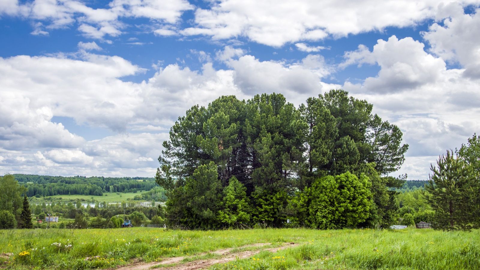 360. Панорама . Поиски кедровой рощи в д. Сенокосовщина_injected