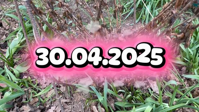 Не торопитесь открывать широколистные гортензии