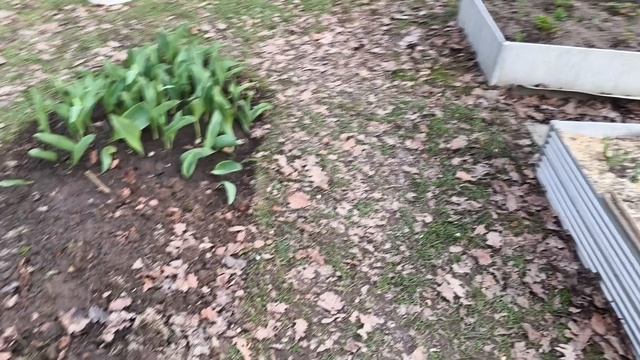 Посеяла цветы, подкормила чеснок.