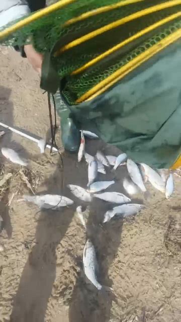 19.04.2026 новоладожский канал.