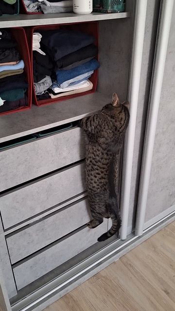 Графит - котолаз