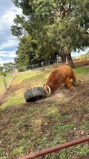 мощьная зверюга.mp4