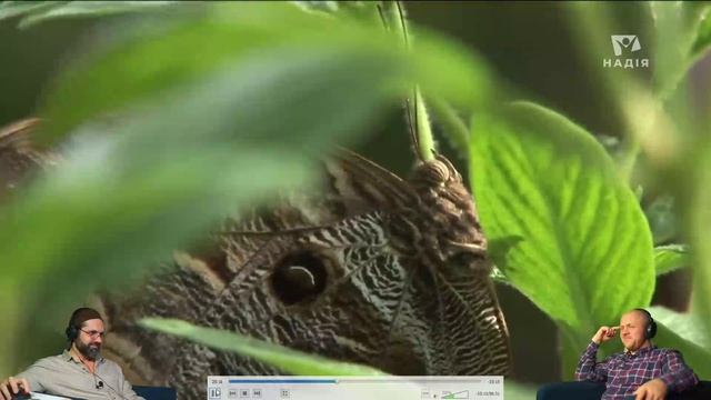 Метаморфозы бабочек. Документальный фильм