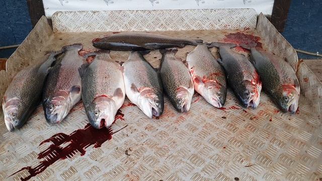 улов форели 19 кг