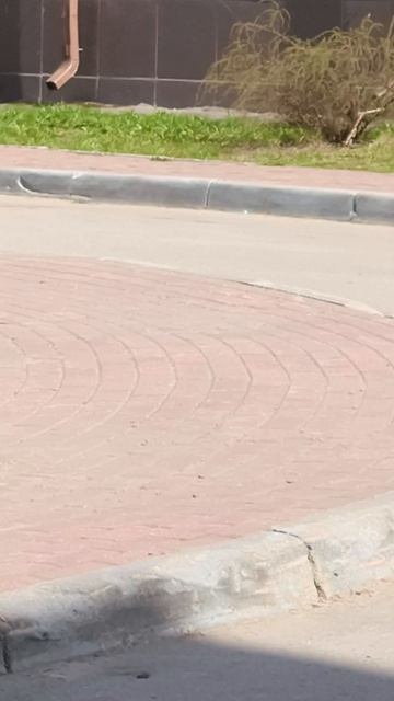 Дима удирает от палочки 🤬🤬🤬🤬🕷️🕷️🕷️