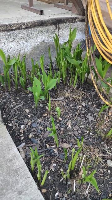 Ландыши. Белый букет.