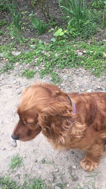 Лисси_в_гостях🐶