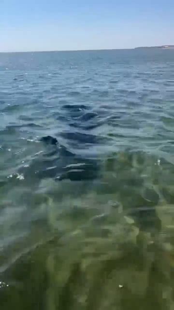 Море, дельфины,, Геленджик, лето…