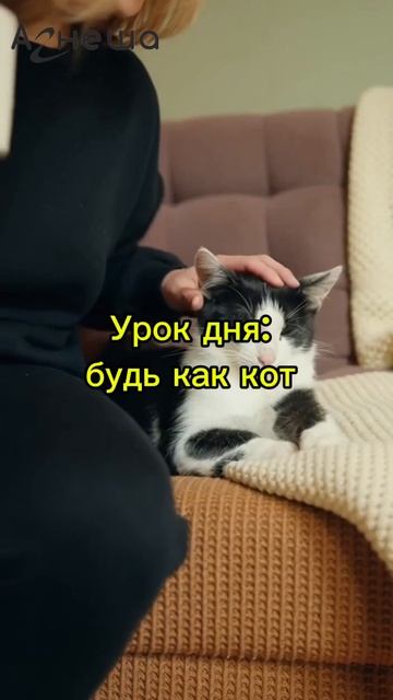 Что снимает стресс дома? 🐈