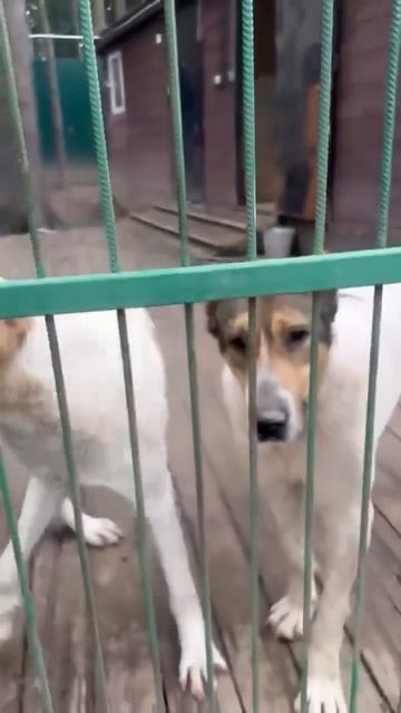 Дружная пара медвежат САО Эмин 🍀 и Юлька 🌸 ищут 🏠❗Пост в описании 🎥 #dog #собака #алабай #любовь