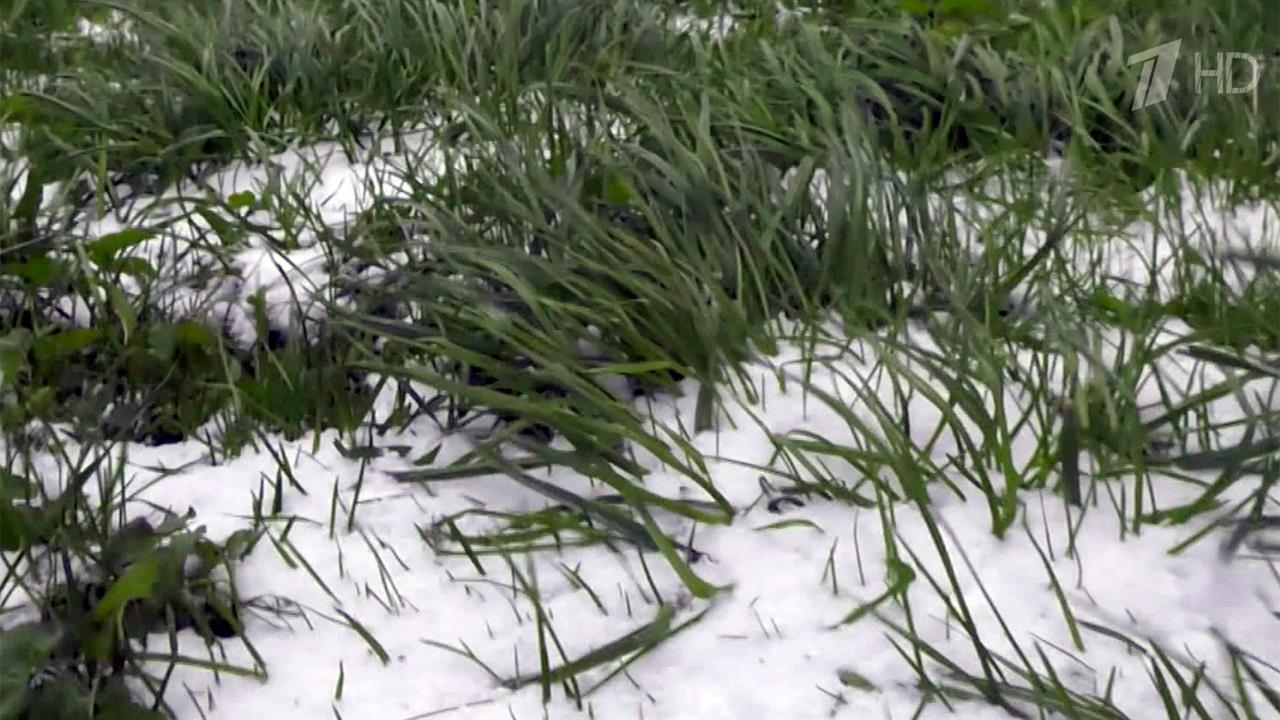 До конца недели синоптики обещают заморозки в Центральной России и на юге страны