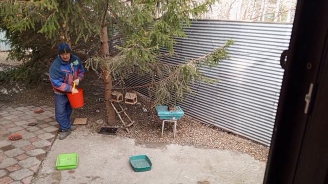 вольный зоопарк за окном