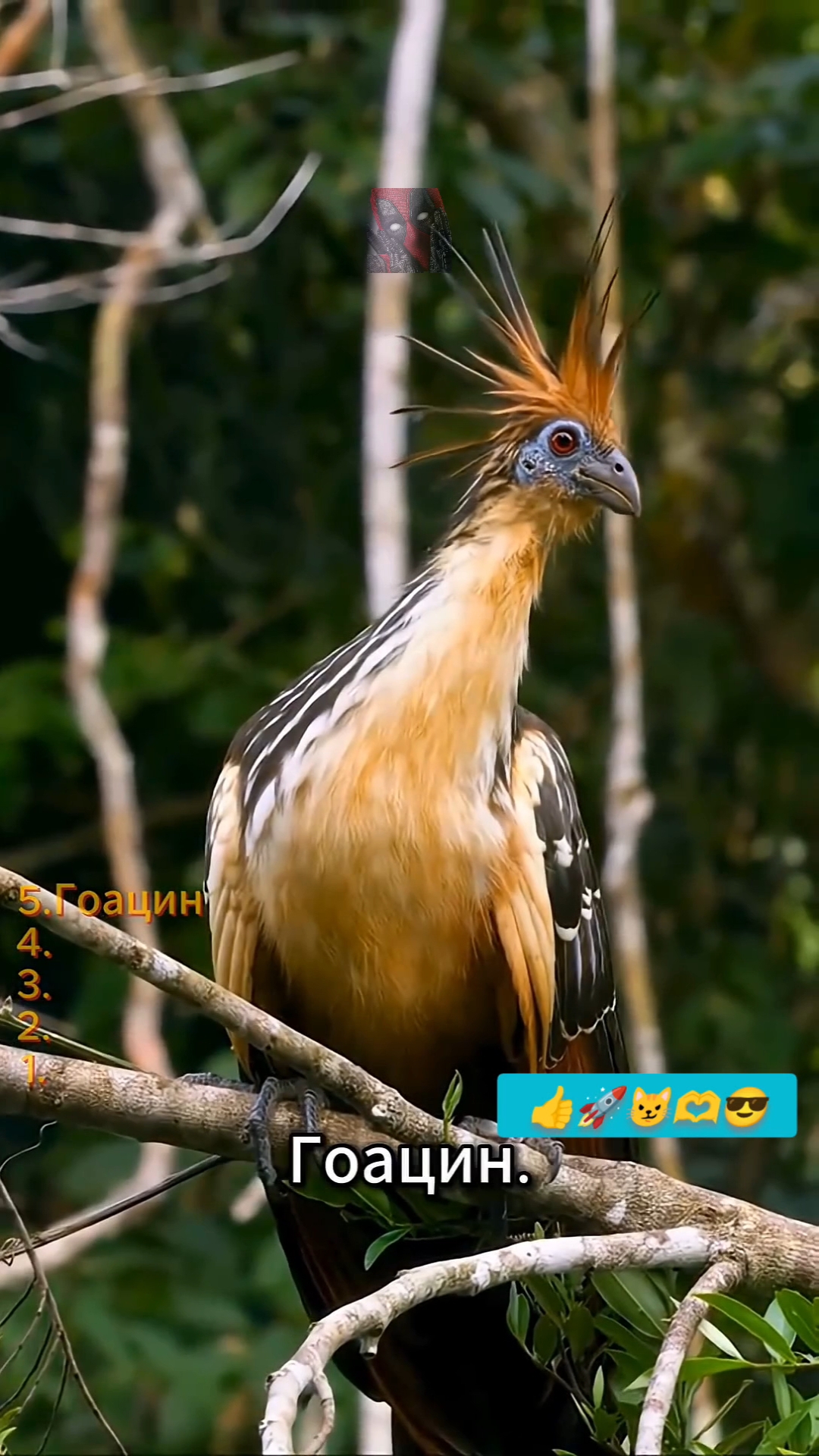 ТОП-5 ЖИВОТНЫХ, КОТОРЫЕ «СЛОМАЛИ» СИСТЕМУ! 😱🫶🙀