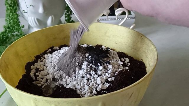 Обрезка Пеларгонии, укоренение черенков Пеларгонии