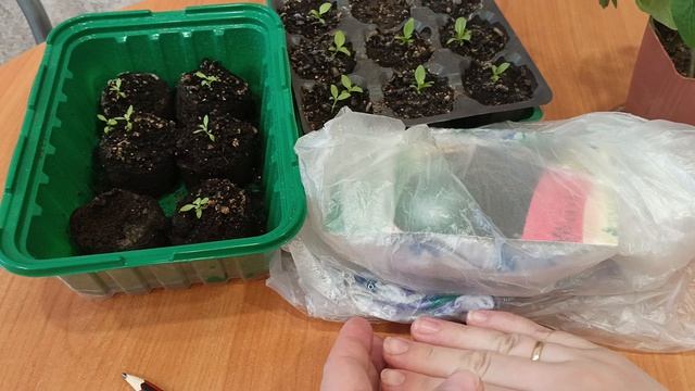 Как вырастить арбузы?