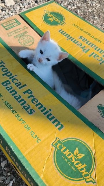 #13 кот #коты #котята #влог #малыши #смешные #как  Кот украл котят