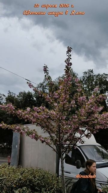 22 апреля 2026 г. Цветение сакуры в Ялте #ялта #ялта2026 #сакура
