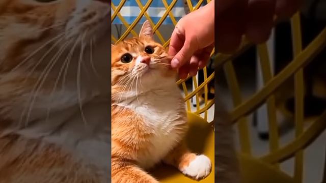 Смешные коты😂😂😂