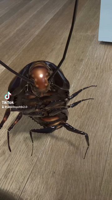 У меня дома таракан