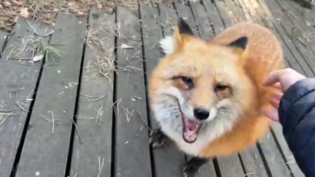 Лиса-Алиса. Утренний обход с лисой