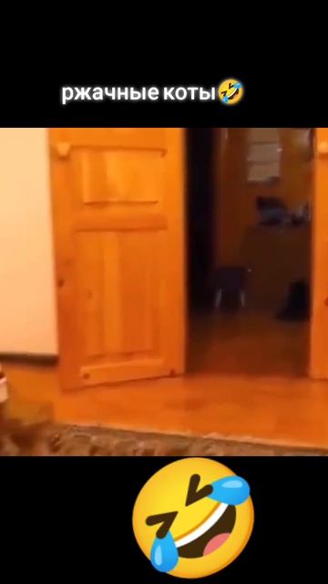 Смешные коты #смех #ржака #коты