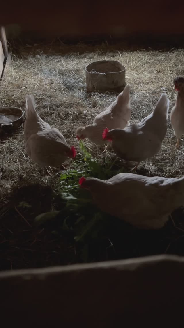 Жизнь в деревне🏡 #дача #дом #курочки #рассада #огород #сезон2026 #зелень #уют