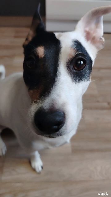 Утренний разговор Джойки-пойки.