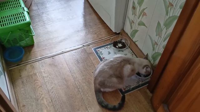 МОИ КОШЕЧКИ ПРИШЛИ ПОПИТЬ ИЗ КРАНА - НЕУДАЧНО!