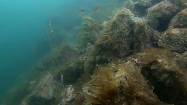 подводная охота в Магадане