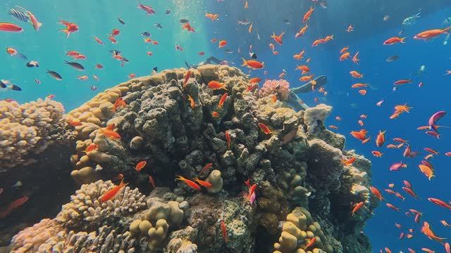 Red Sea, Чико и риф.