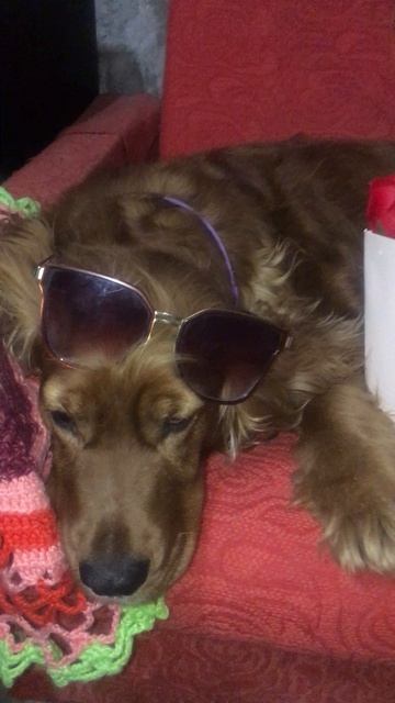 Лисси — Терминатор! 🤖🕶️ Восстание кокеров началось!