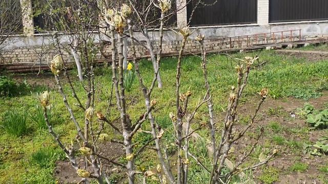 Дела дачные. Обход. Холод не даёт ничего делать. Урожая опять не будет.