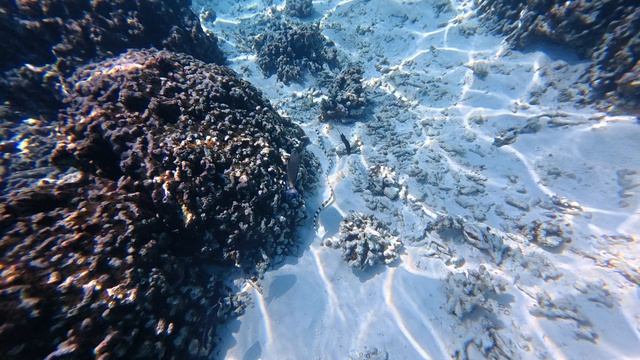 15. Мальдивы Ноябрь 2025. Остров Тодду. Змея