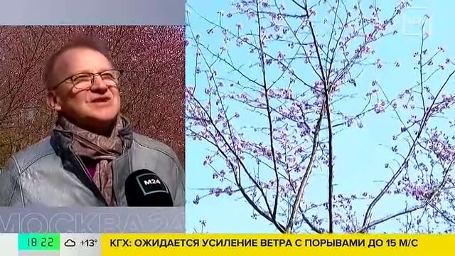 Сакура расцвела в Бирюлевском дендропарке