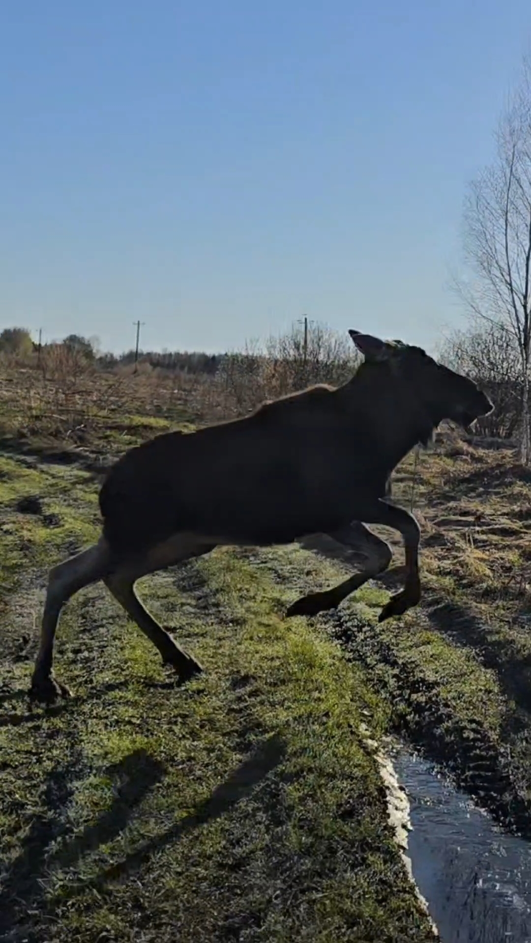 И снова лось Степан на меня быкует! 30 метров от нашего забора