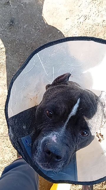 Бандерос # Шереметьевский приют # собаки в дар